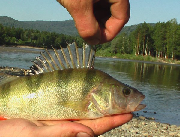 Рыбы Телецкого озера