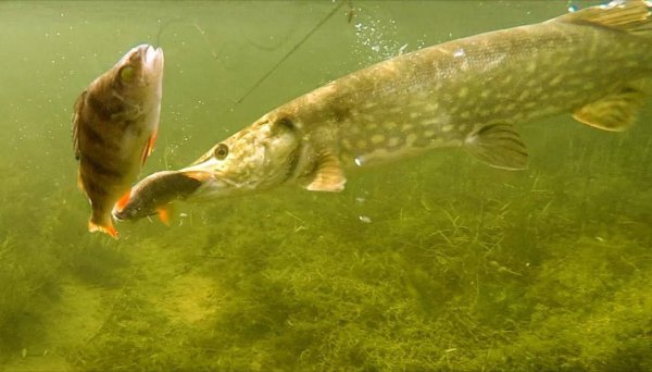 Щука хищник