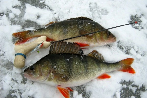 Ловля крупного окуня зимой