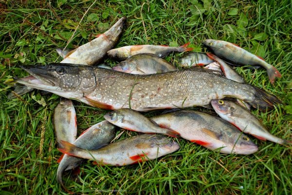 Шутки про окуня