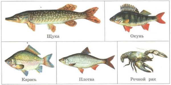 Щука окунь карась