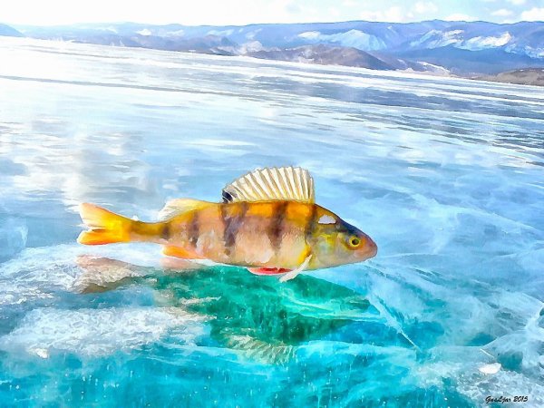 Окунь Байкала