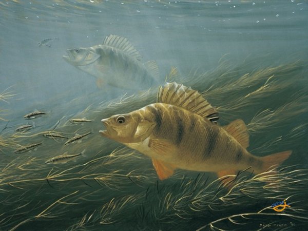 Рыба в озере