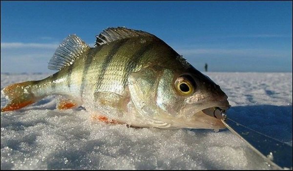 Окунь на льду