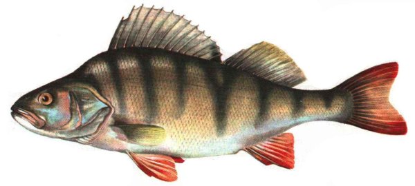 Речной окунь