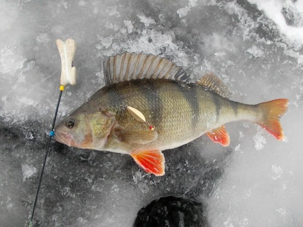 Зимнее блеснение окуня Балачевцев