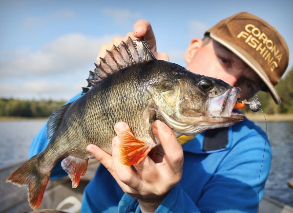 Ловля крупного окуня