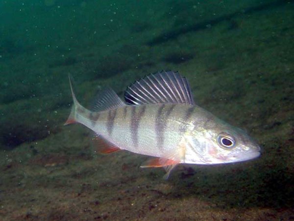 Окунь Байкала