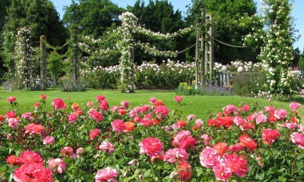 Риджентс парк розарий