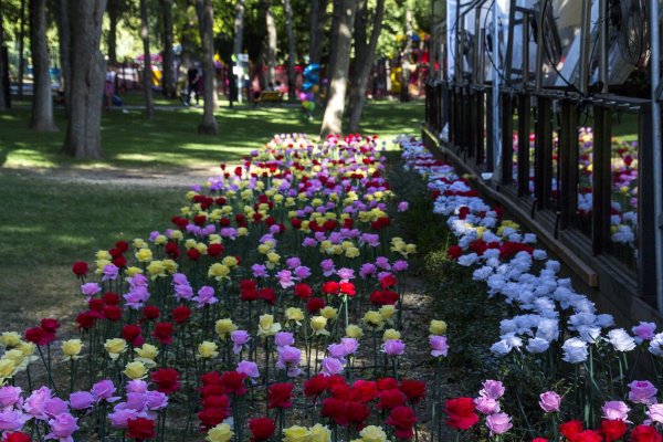 Аллея роз Ростов на Дону