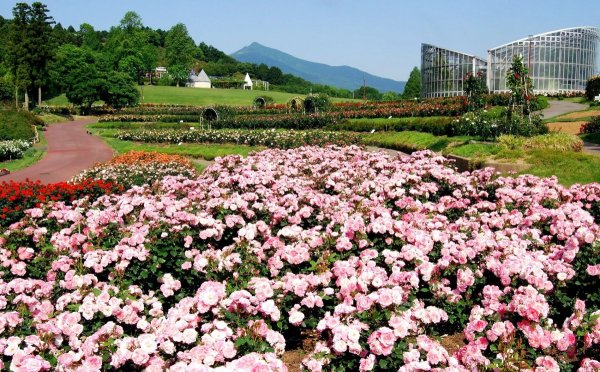 Япония розарий