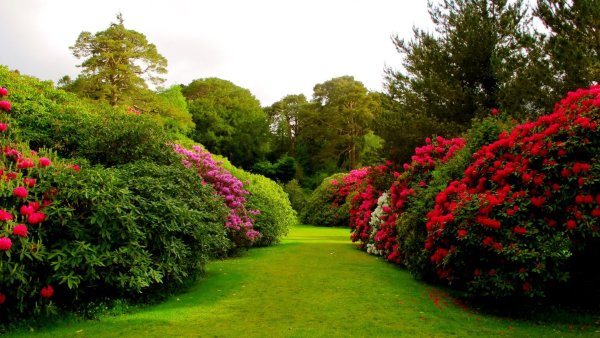 Кусты для сада