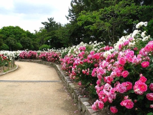 Моноклумба розарии