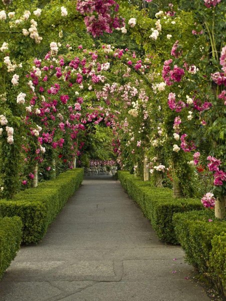 Сады Бутчартов в Канаде розарий