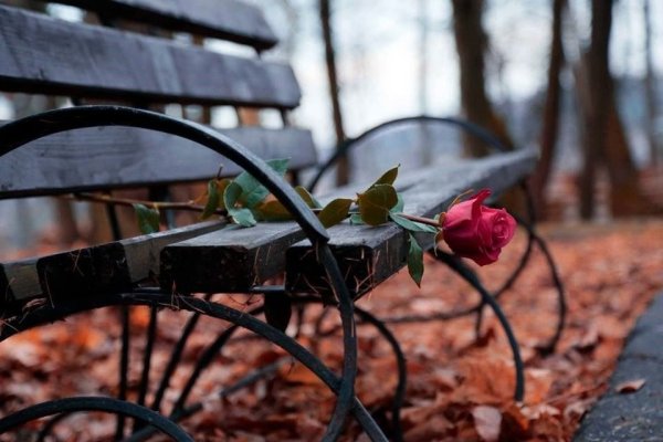 Роза в парке на скамье