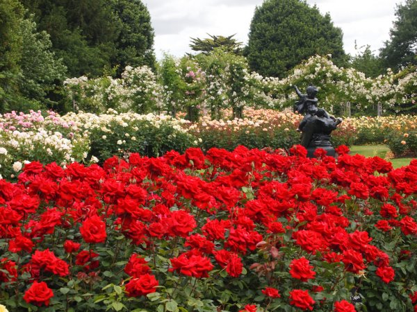 Лондон Риджентс-парк розы