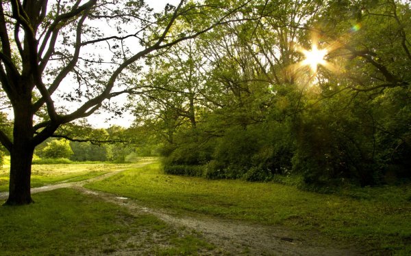 Солнечный день в лесу