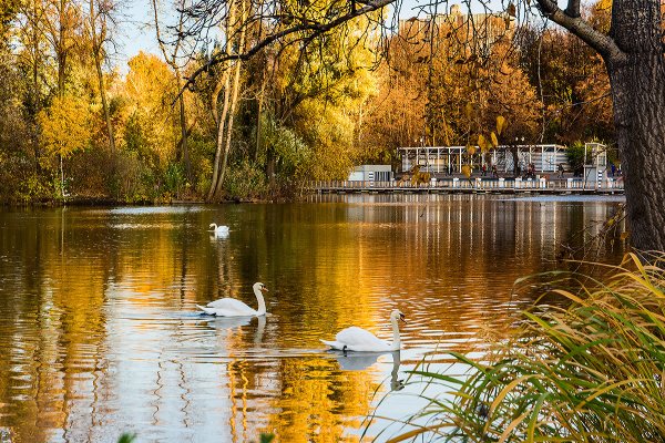 Осеннее озеро с утками