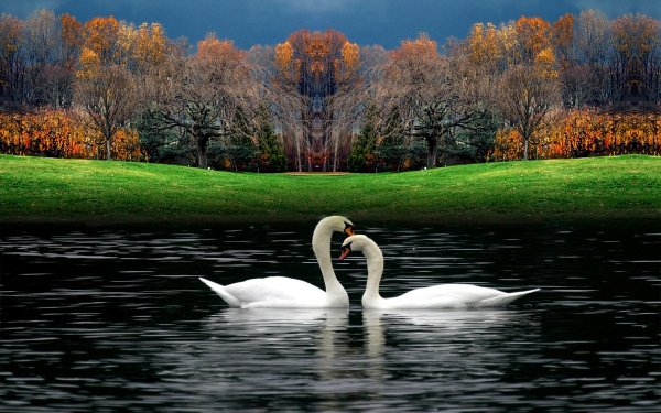 Красивая природа с лебедями