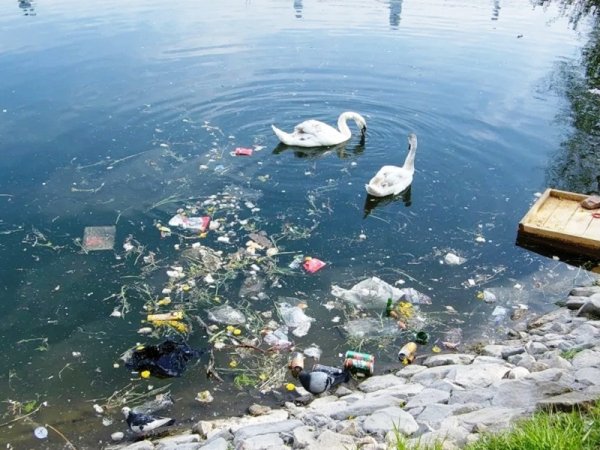 Мусор в озере