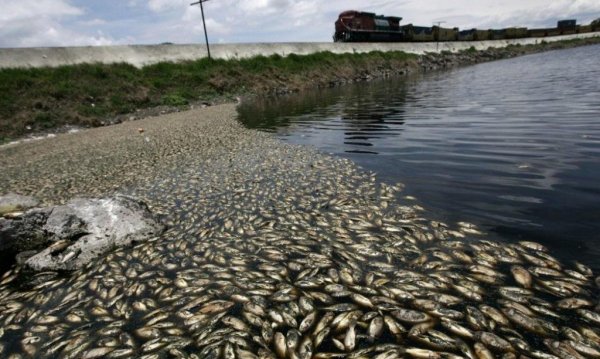 Загрязнение водоемов
