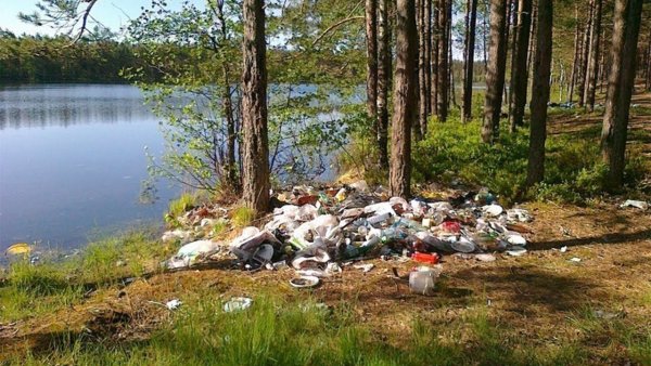 Мусор в лесу