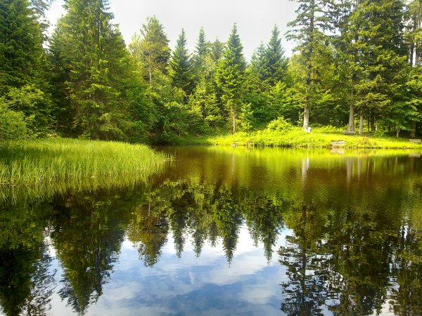 Лето лес река