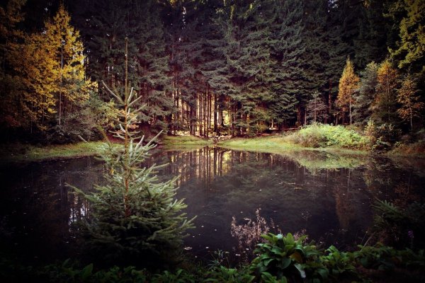 Лесное озеро (Forest Lake)