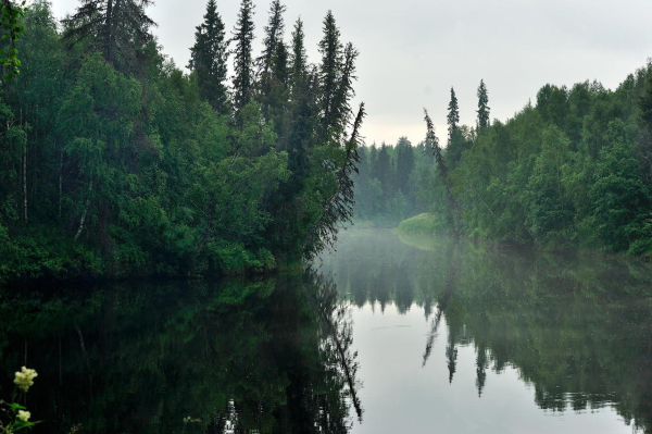 Лес Тайга река Вильва
