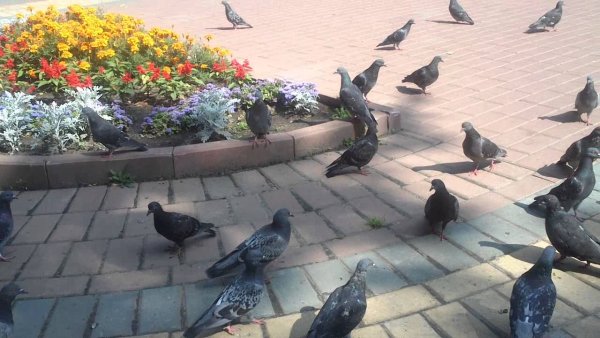 Голуби в парках
