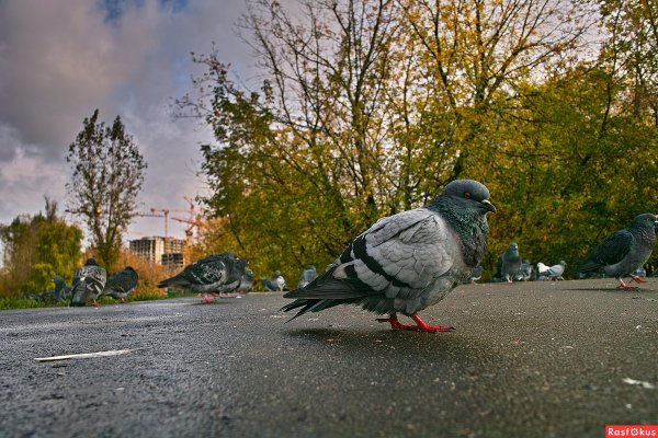Голуби в парке