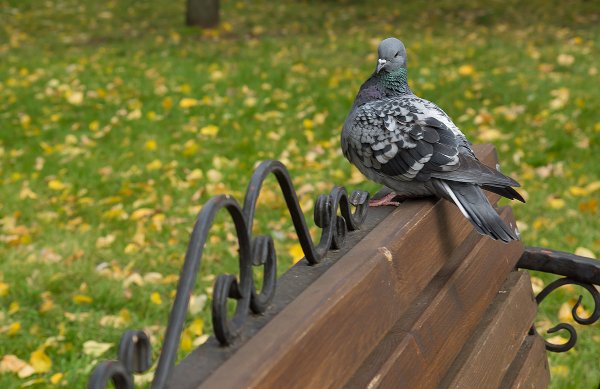 Голуби в парке
