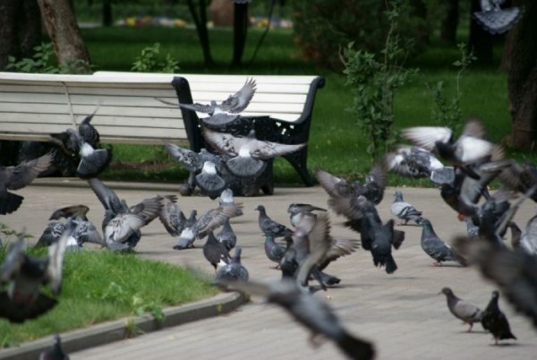 Голуби в парках
