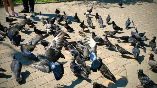 Голуби в парке