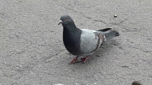 Голуби в парке