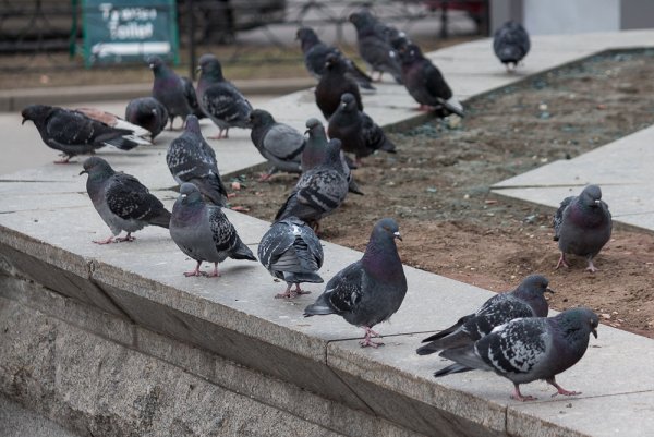 Голуби в парке