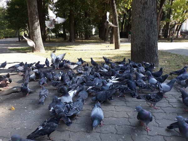 Парк Центральный Лиски голуби