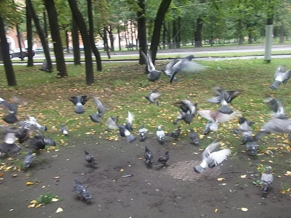 Птицы голуби в сквере