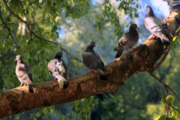 Голуби в парке