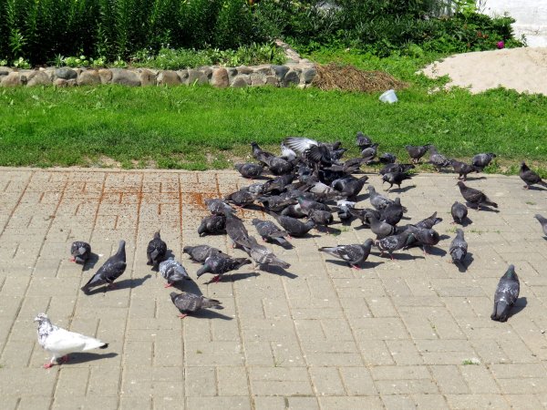 Голуби в парке