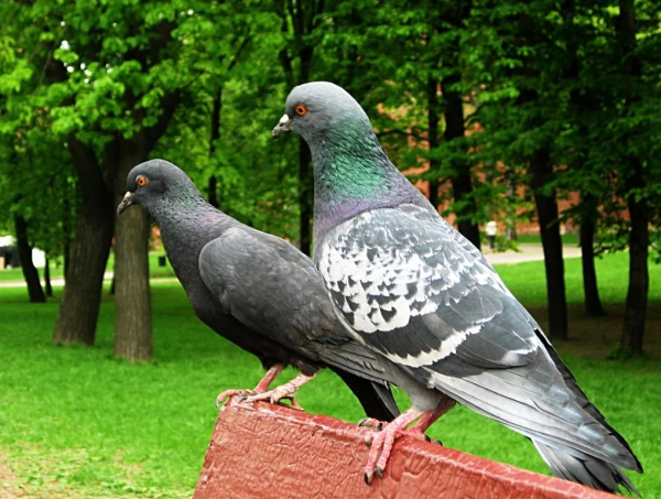 Голуби в парках