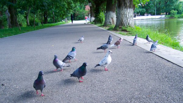 Парк с голубями