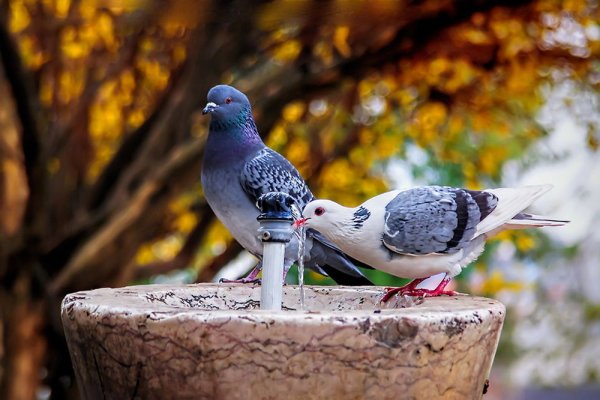 Голуби в парке осень