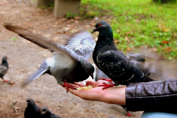 Голуби в парках