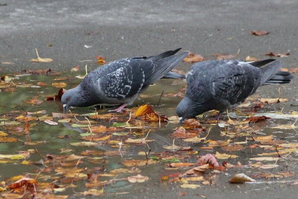 Голуби в парке