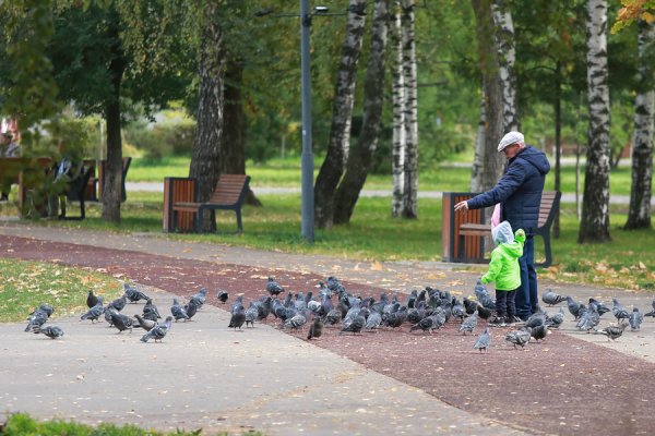 Голуби в парке
