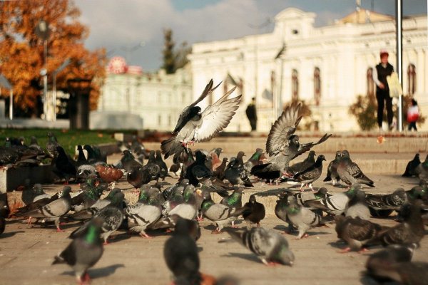 Много голубей