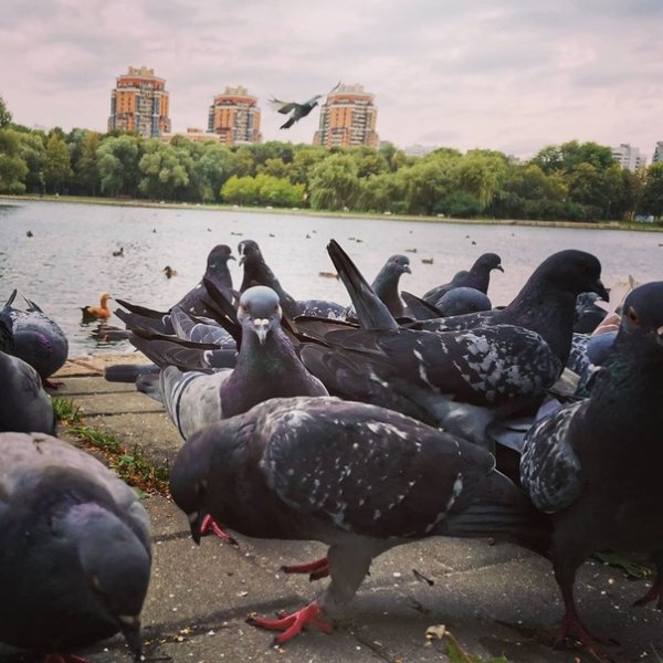 Парк с голубями