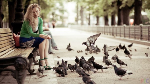 Птицы в парке