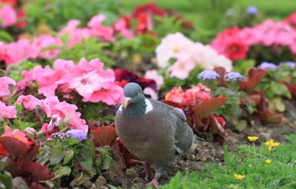 Голуби в природе